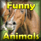 Crystal Funny - Animals