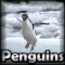 Crystal Hunter - Penguins