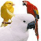 Hangman - Birds